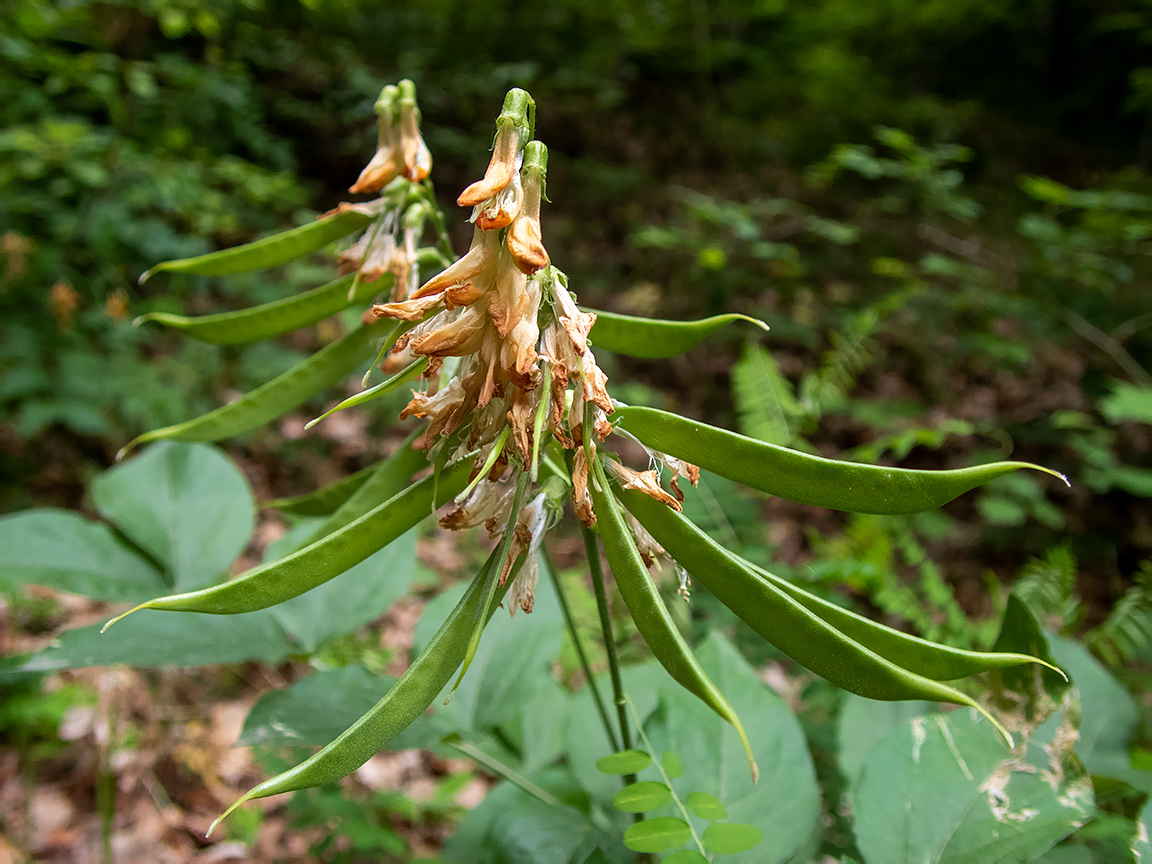 Изображение особи Lathyrus aureus.