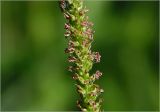 Plantago major