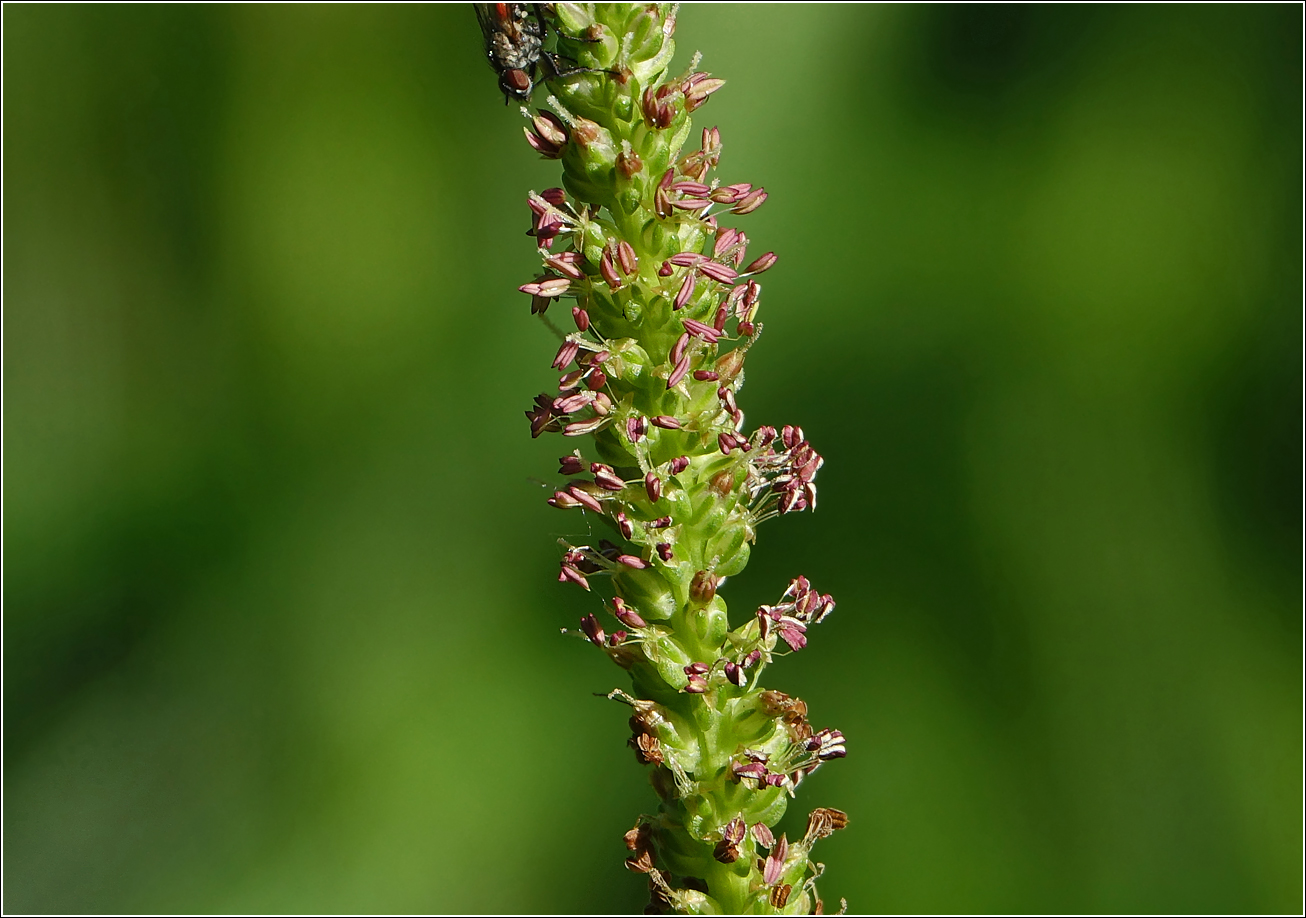 Image of Plantago major specimen.