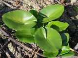 Nuphar lutea