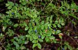 Vaccinium myrtillus. Верхушка плодоносящего растения. Вологодская обл., Сокольский р-н, Оларевская гряда, смешанный лес. 13.07.2024.