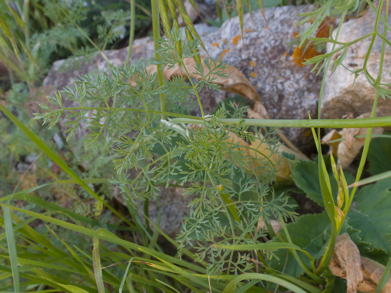 Изображение особи семейство Apiaceae.