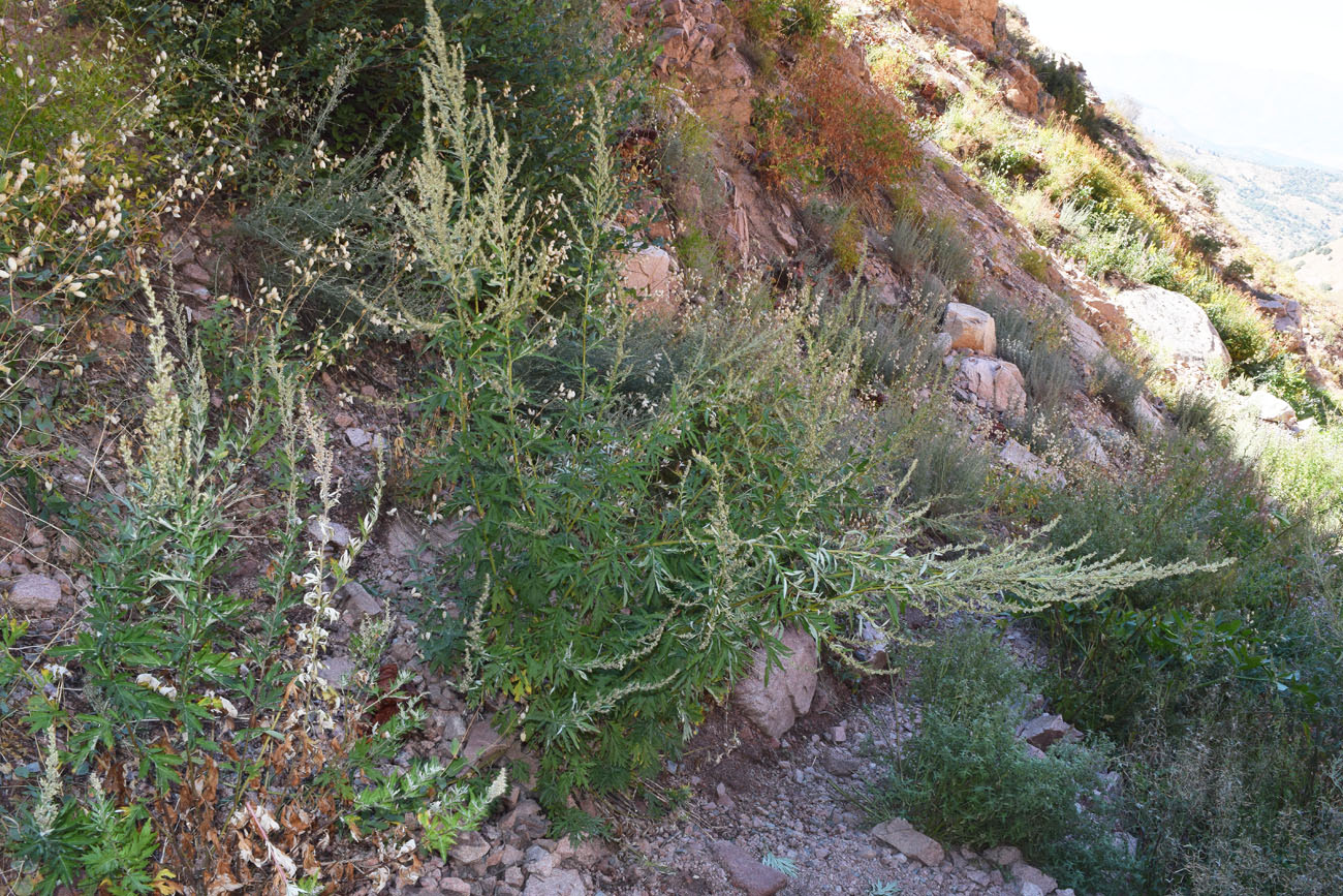 Image of Artemisia vulgaris specimen.