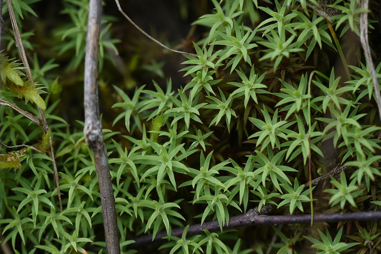 Image of Unknown species specimen.