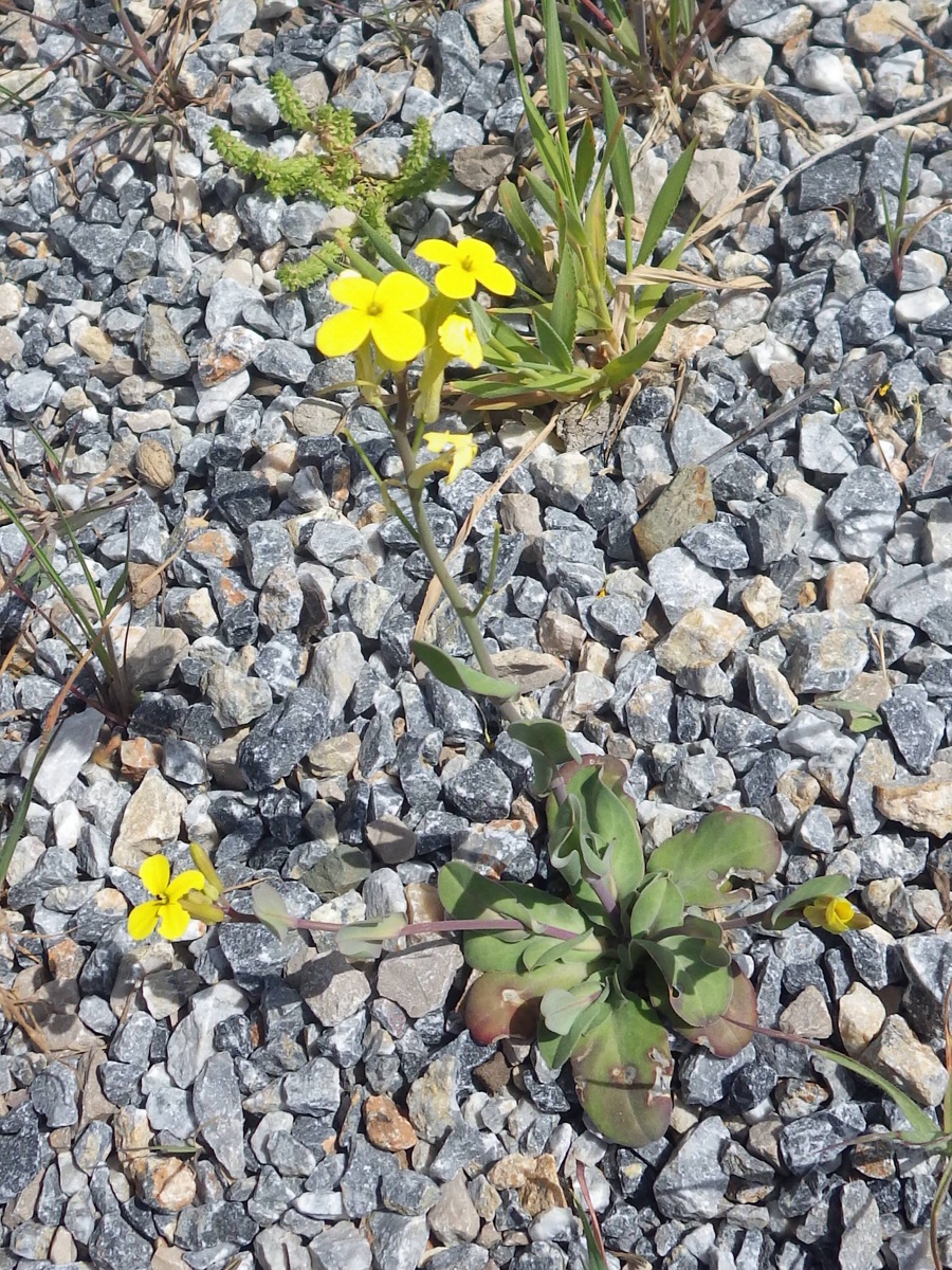 Image of Conringia grandiflora specimen.