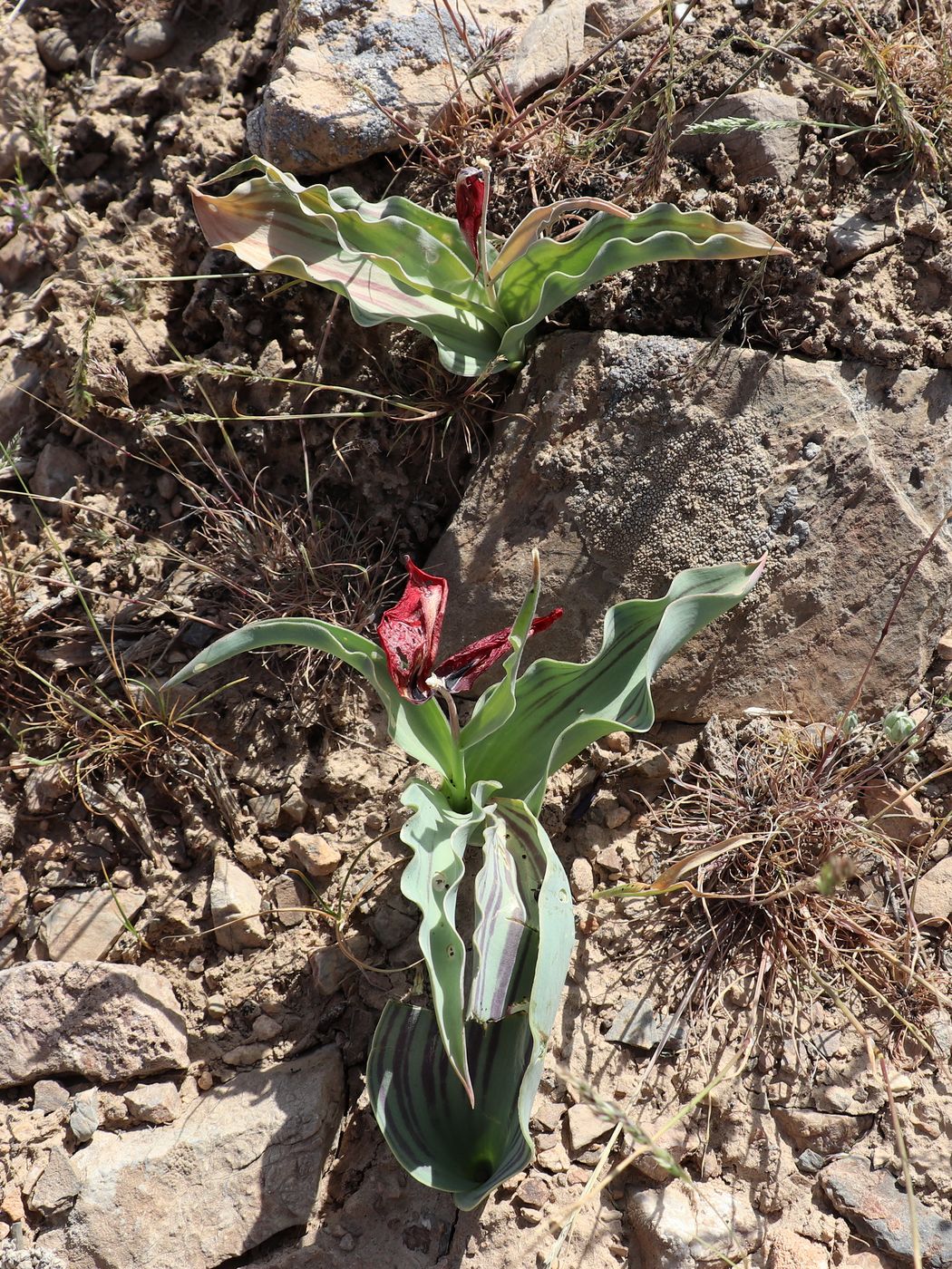 Image of Tulipa micheliana specimen.