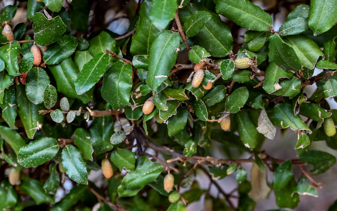 Image of Elaeagnus pungens specimen.