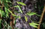 View full-size image Phyllostachys aurea