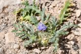 View full-size image Cousiniopsis atractyloides