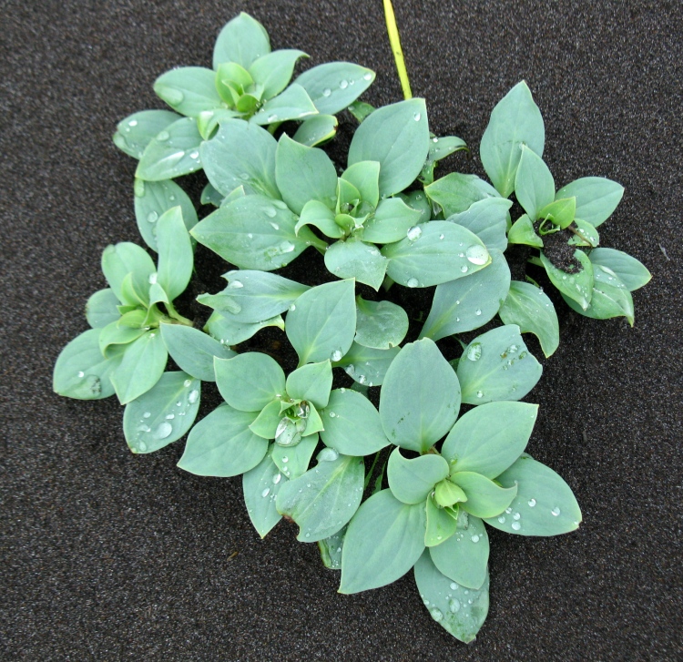 Image of Mertensia maritima specimen.