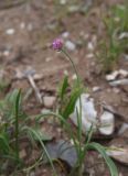View full-size image genus Allium
