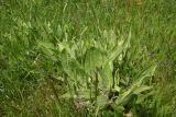 View full-size image genus Plantago