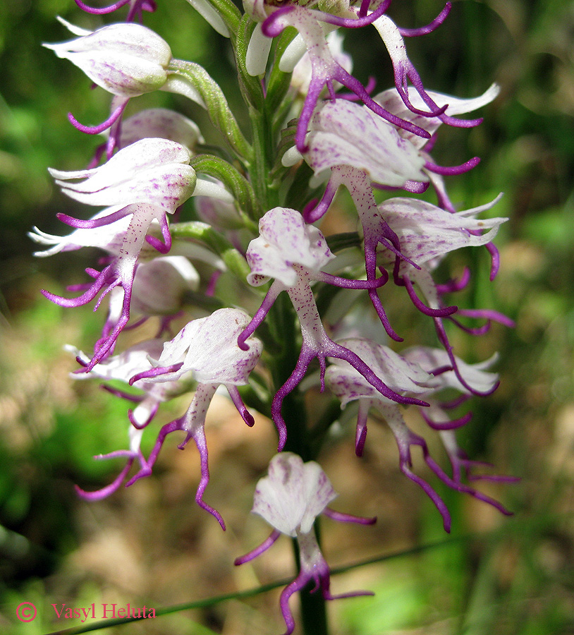 Image of Orchis simia specimen.