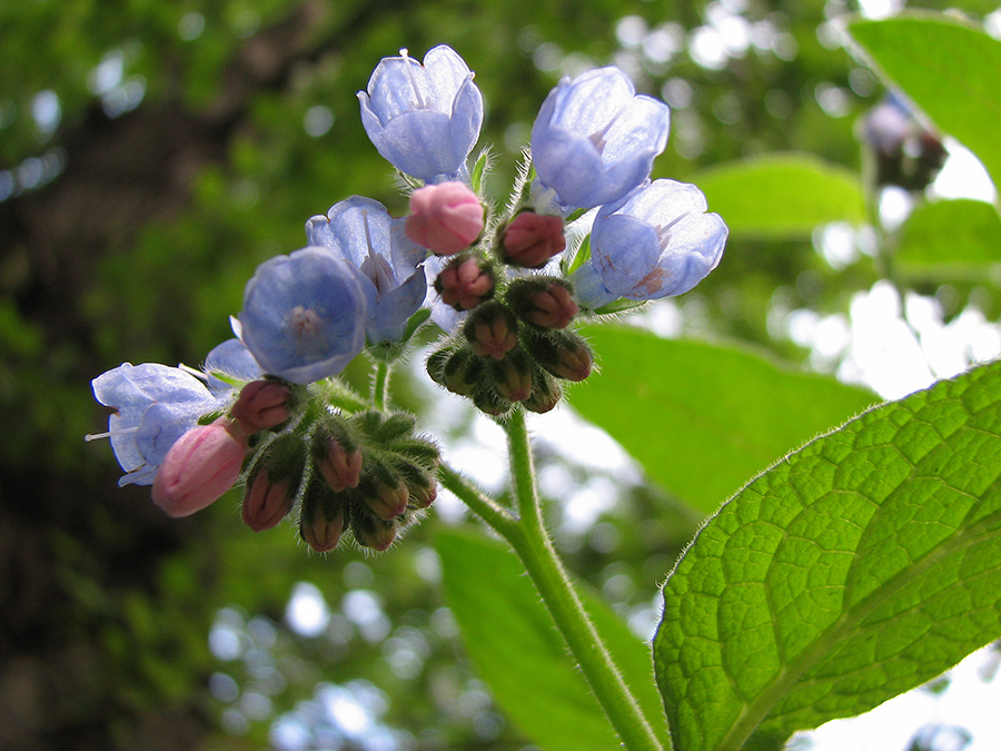 Image of Symphytum caucasicum specimen.