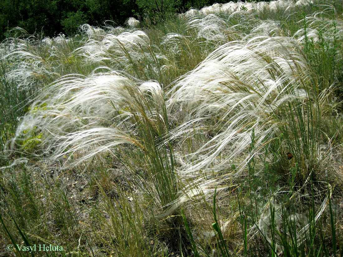 Image of Stipa borysthenica specimen.