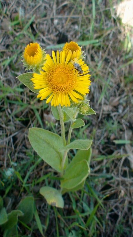 Изображение особи Inula auriculata.