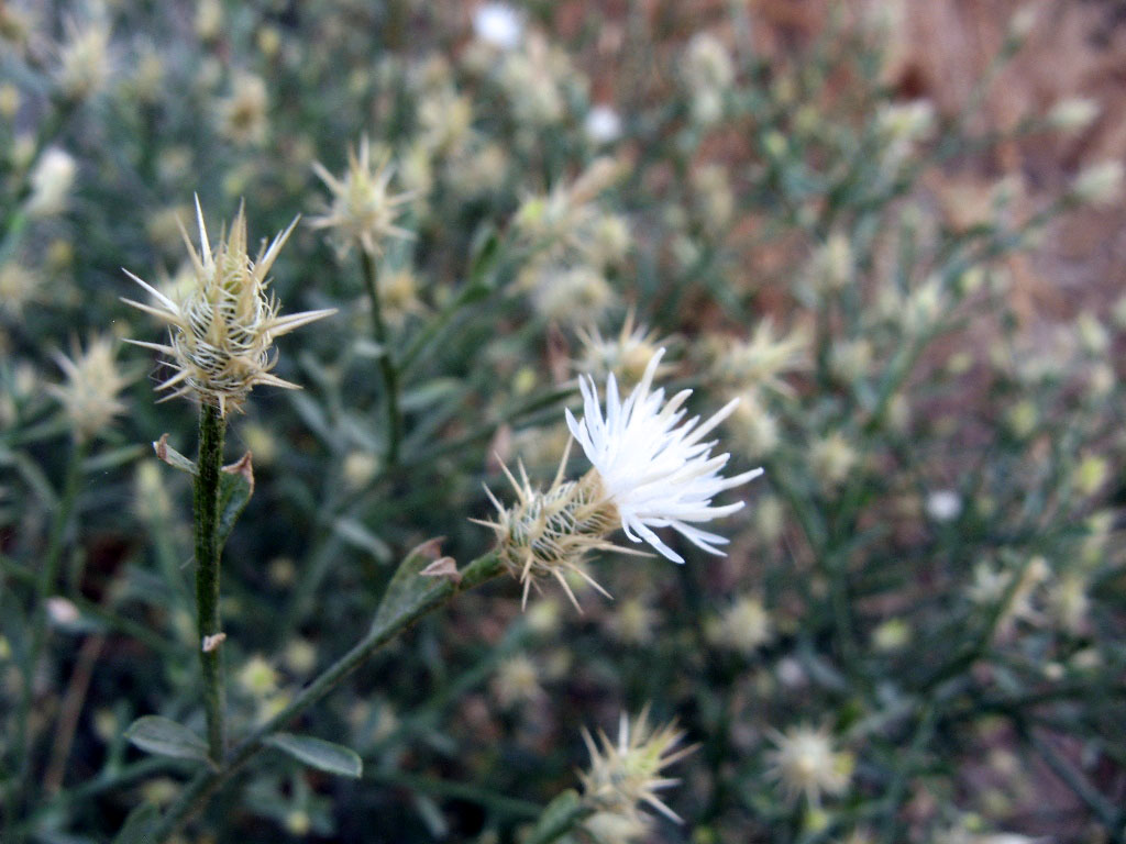 Image of Centaurea diffusa specimen.