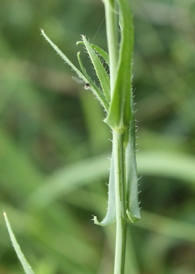 Изображение особи Camelina sylvestris.