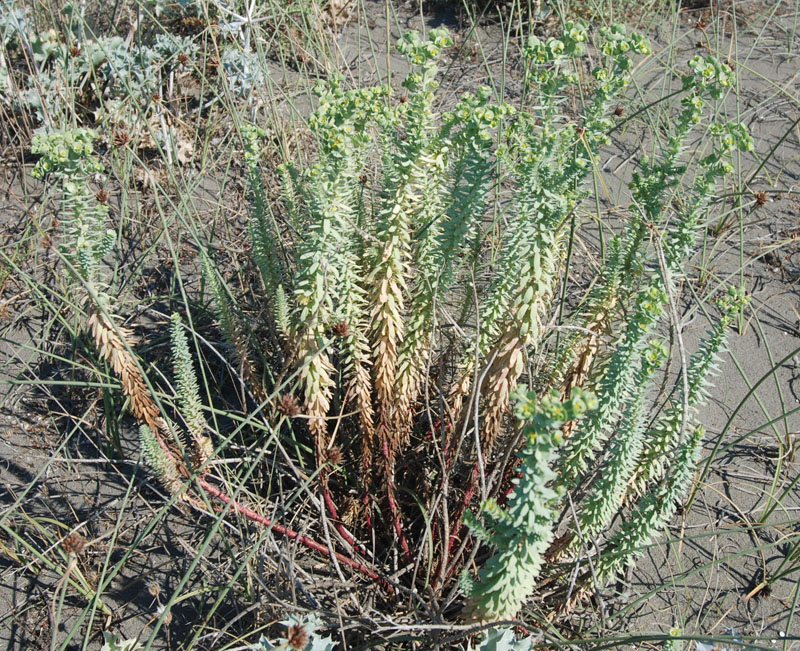 Изображение особи Euphorbia paralias.