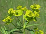 Смотреть изображение Euphorbia virgata