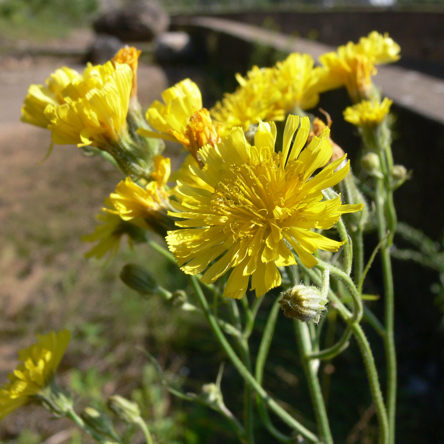 Image of Crepis tectorum specimen.