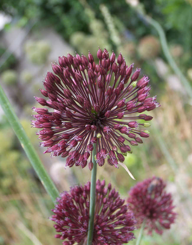 Image of Allium atroviolaceum specimen.