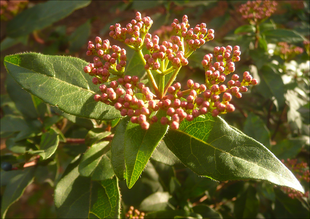 Image of Viburnum tinus specimen.