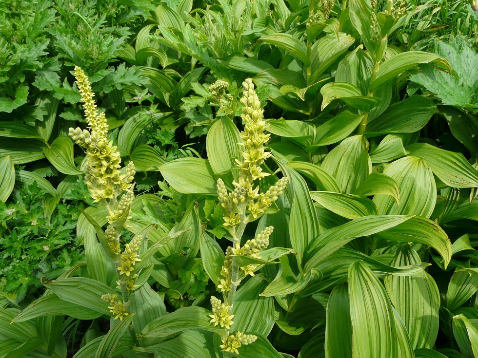 Image of Veratrum oxysepalum specimen.