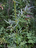 Thalictrum lucidum