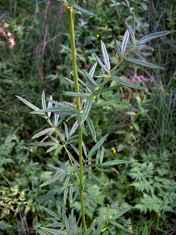 Image of Thalictrum lucidum specimen.