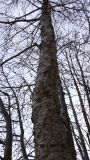 genus Betula. Средняя часть ствола мощного растения. Мурманск, р-н Жилстроя, обочина дороги по улице Генералова. 04.04.2012.