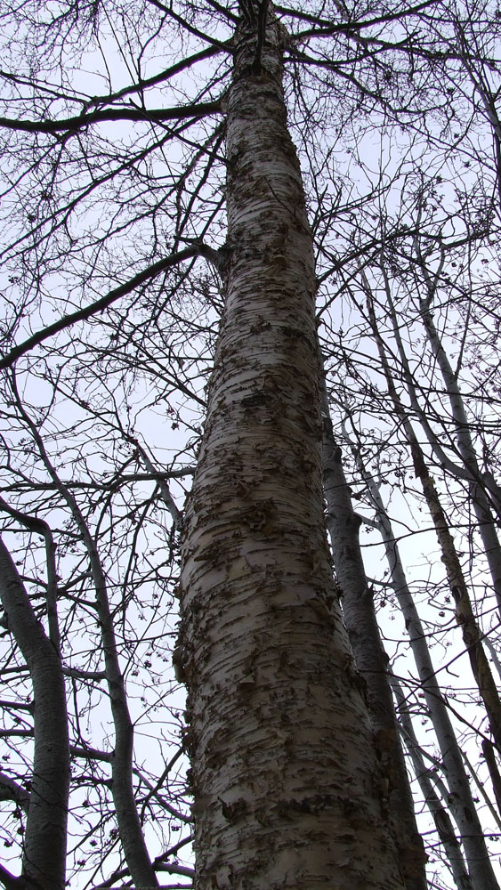 Image of genus Betula specimen.