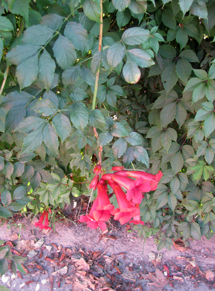 Image of Campsis radicans specimen.