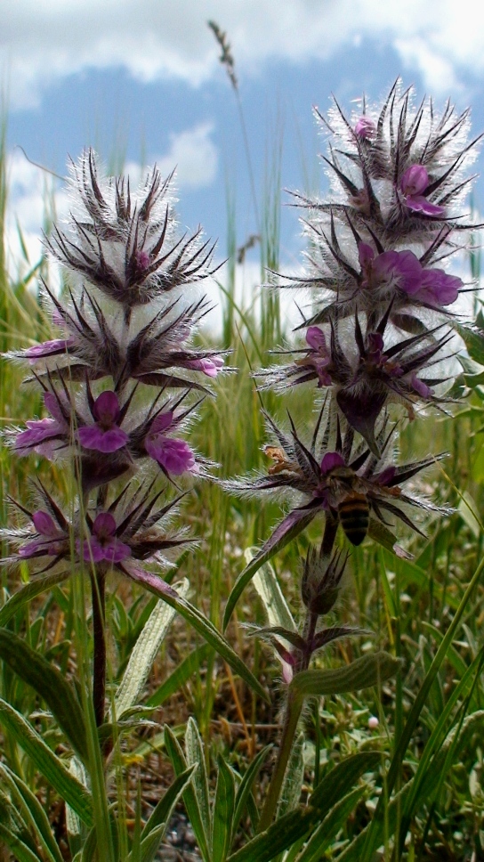 Image of Stachys lavandulifolia specimen.