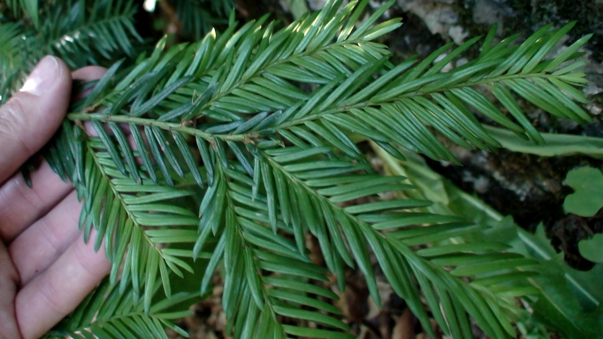 Image of Taxus baccata specimen.