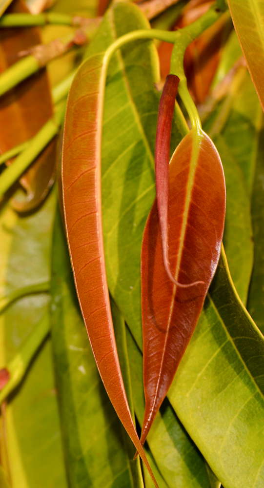 Image of Ficus binnendijkii specimen.