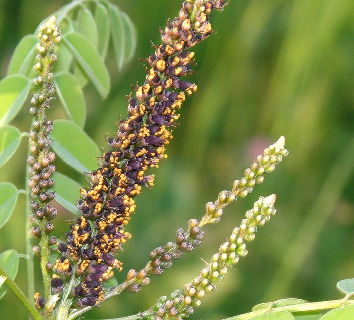 Image of Amorpha fruticosa specimen.