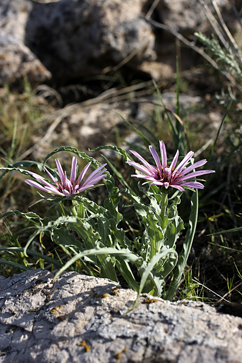 Image of Tragopogon marginifolius specimen.