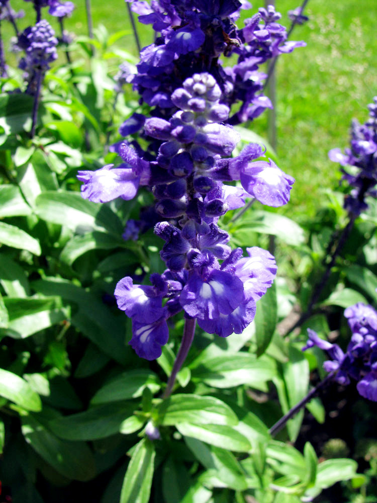 Image of Salvia farinacea specimen.