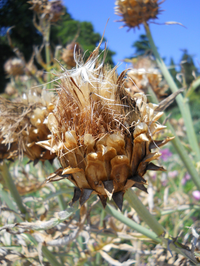 Изображение особи Cynara scolymus.