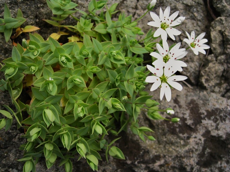 Изображение особи Stellaria ruscifolia.