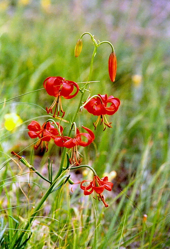 Изображение особи Lilium pumilum.