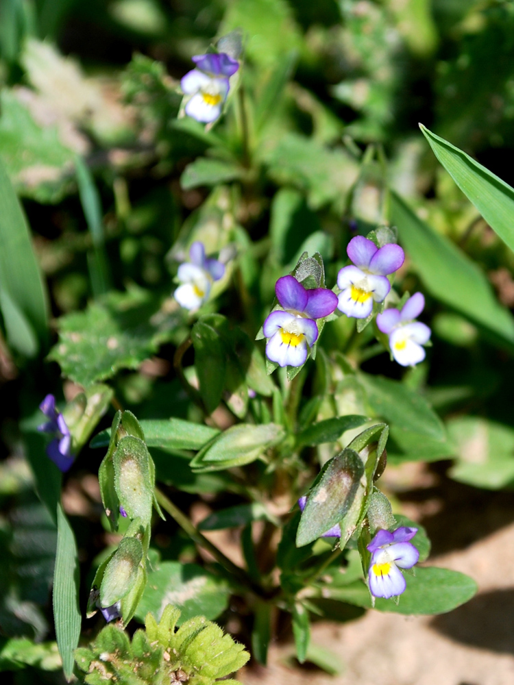 Image of Viola occulta specimen.