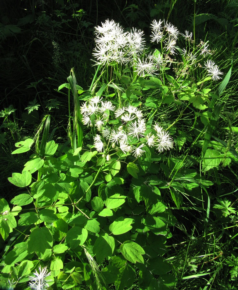 Image of Thalictrum contortum specimen.