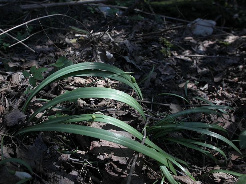 Изображение особи Galanthus rizehensis.