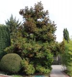 Cryptomeria japonica