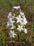 Menyanthes trifoliata