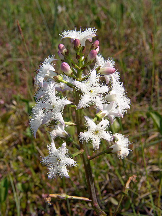 Image of Menyanthes trifoliata specimen.