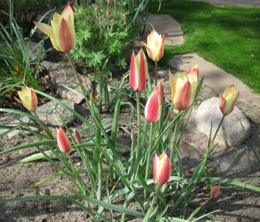 Image of Tulipa clusiana specimen.