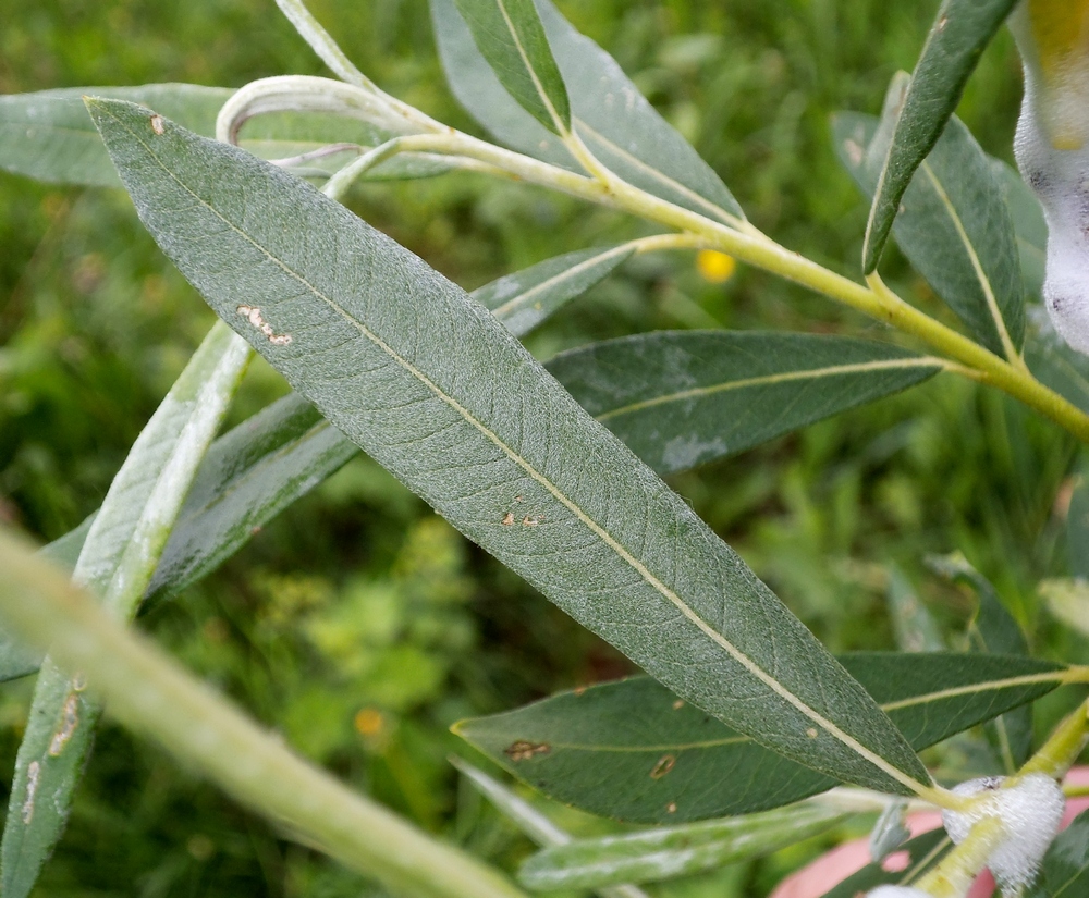 Image of Salix gmelinii specimen.